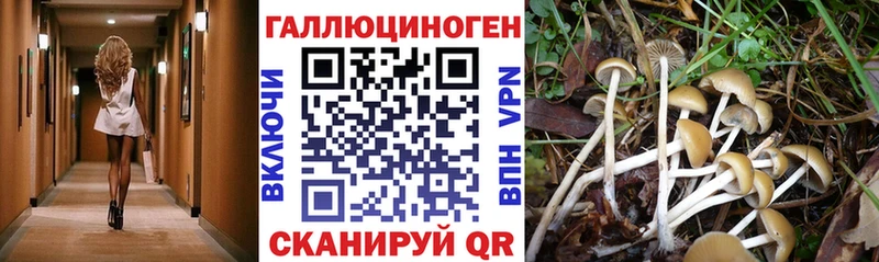Псилоцибиновые грибы GOLDEN TEACHER  Конаково 