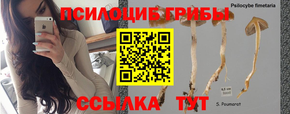 Галлюциногенные грибы Magic Shrooms  где найти наркотики  Галлюциногенные грибы ЛСД  Конаково  Вход с VPN 